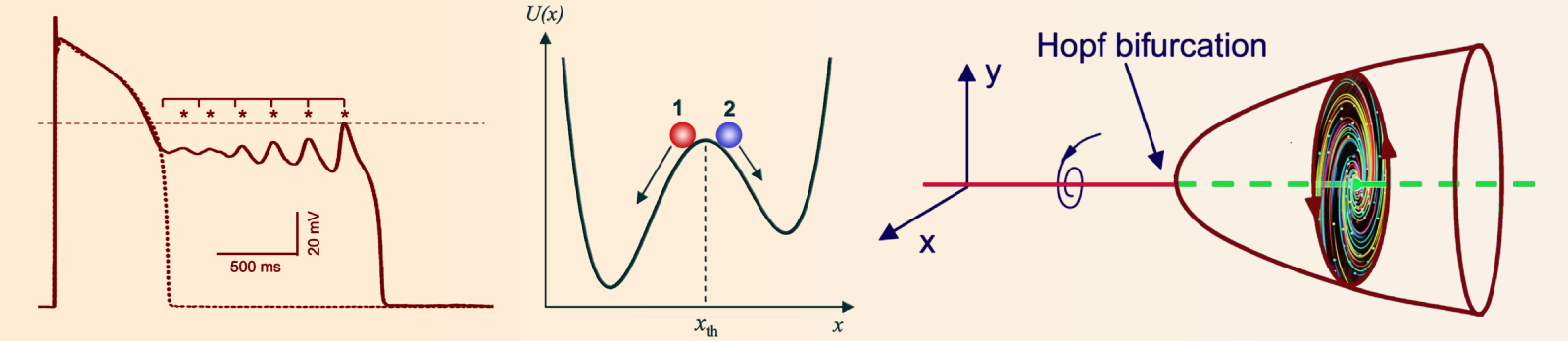 String Time Crystal &raquo; Heart Rhythms ~ Hopf Bifurcation in Cardiac Arrhythmias &raquo; trio